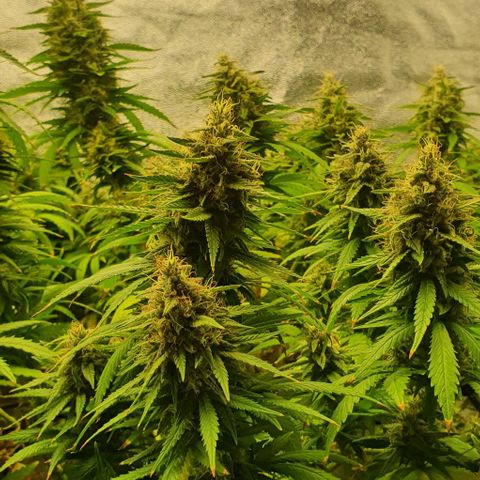 Special queen growlog photo: Sklizeň