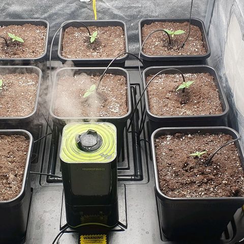 Wedding crasher growlog timeline photo