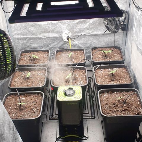 Wedding crasher growlog timeline photo