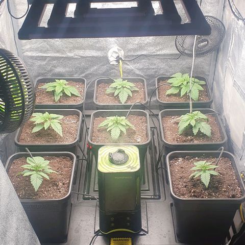 Wedding crasher growlog timeline photo