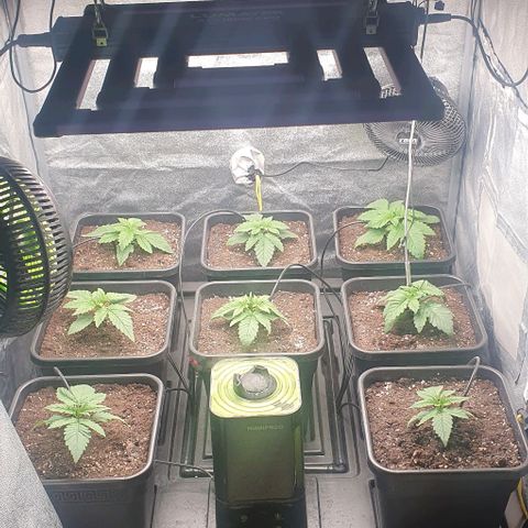 Wedding crasher growlog timeline photo