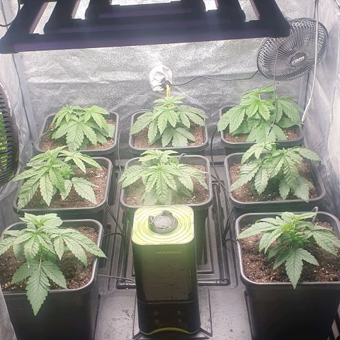 Wedding crasher growlog timeline photo