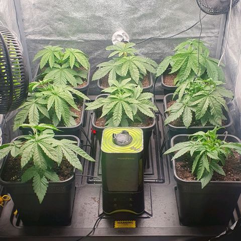 Wedding crasher growlog timeline photo