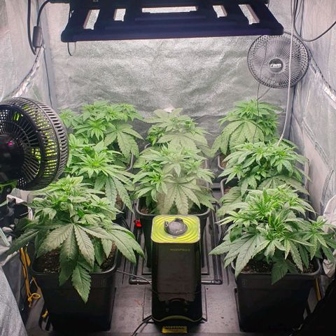 Wedding crasher growlog timeline photo