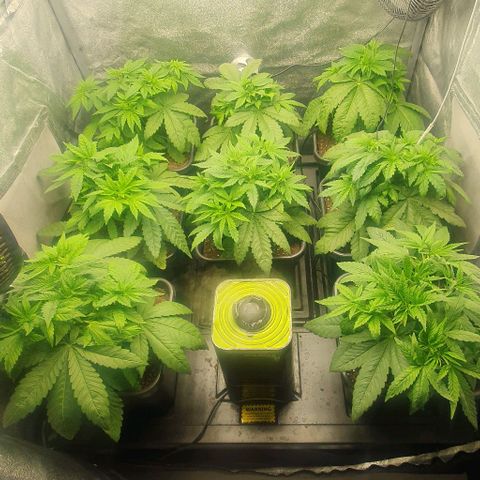 Wedding crasher growlog timeline photo