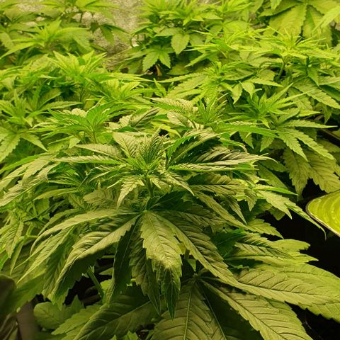 Wedding crasher growlog timeline photo