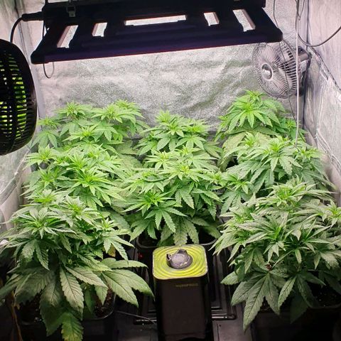 Wedding crasher growlog timeline photo
