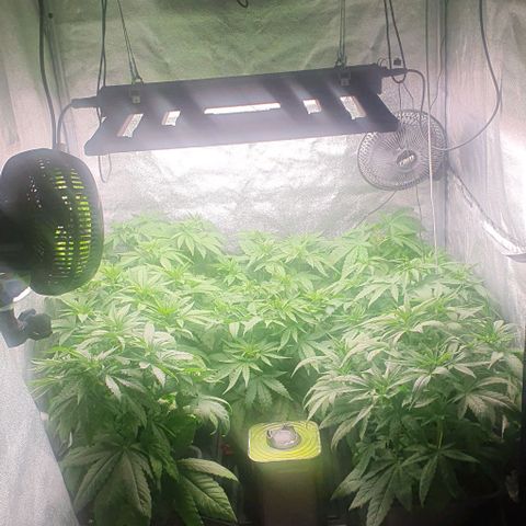 Wedding crasher growlog timeline photo