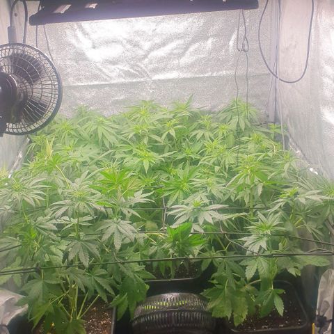 Wedding crasher growlog timeline photo