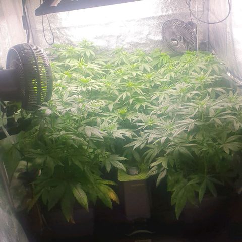 Wedding crasher growlog timeline photo