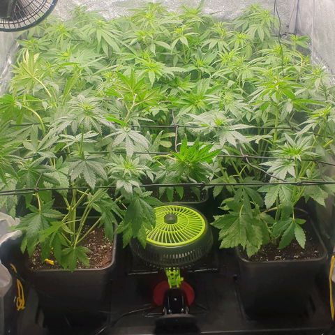 Wedding crasher growlog timeline photo