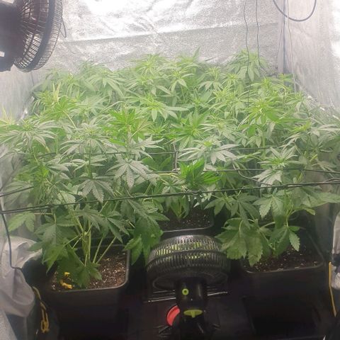 Wedding crasher growlog timeline photo