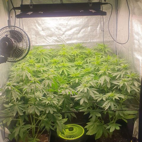 Wedding crasher growlog timeline photo