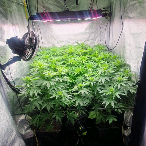 Wedding crasher growlog timeline photo