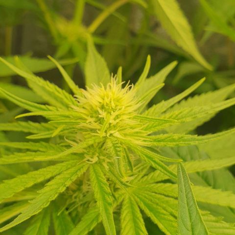 Wedding crasher growlog timeline photo