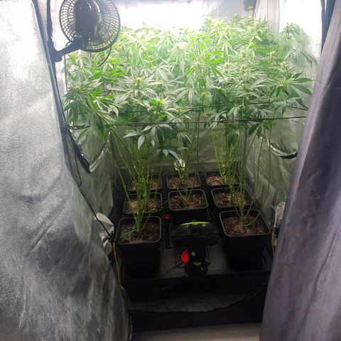 Wedding crasher growlog timeline photo