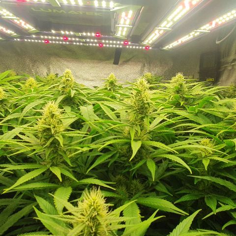 Wedding crasher growlog timeline photo