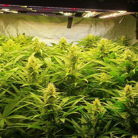 Wedding crasher growlog timeline photo