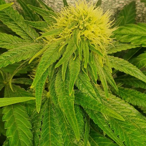 Wedding crasher growlog timeline photo