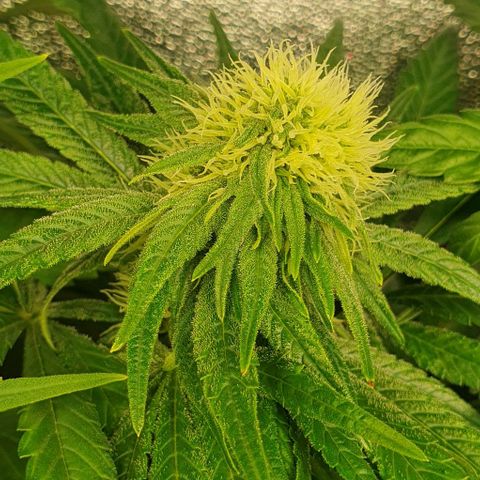 Wedding crasher growlog timeline photo