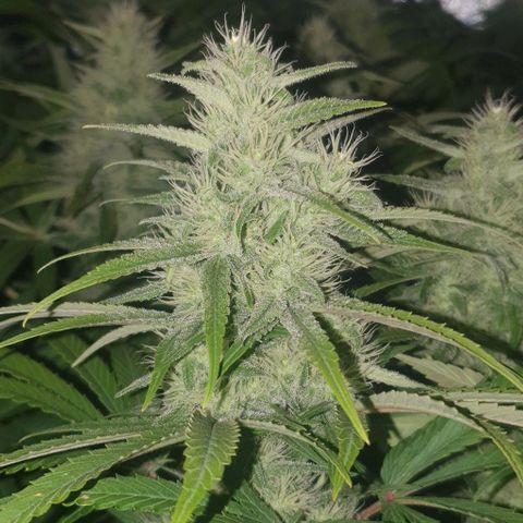 Wedding crasher growlog timeline photo
