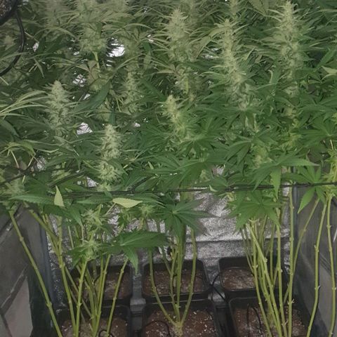 Wedding crasher growlog timeline photo