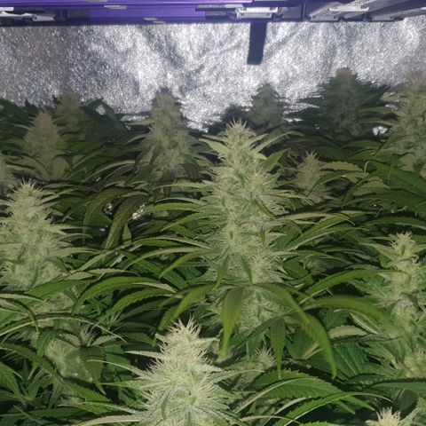 Wedding crasher growlog timeline photo
