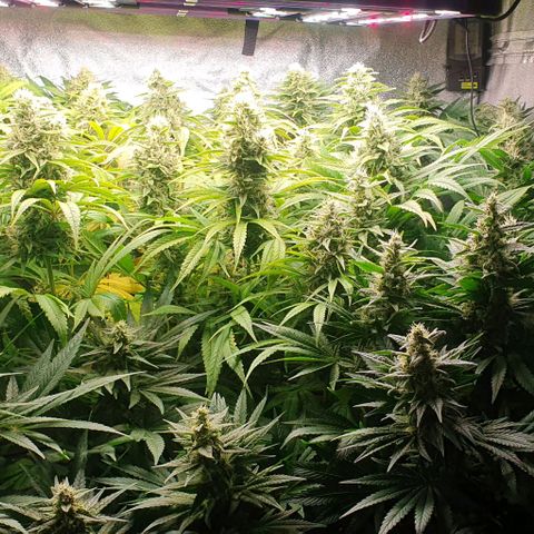 Wedding crasher growlog timeline photo