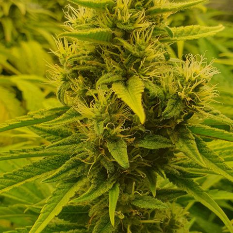 Wedding crasher growlog timeline photo