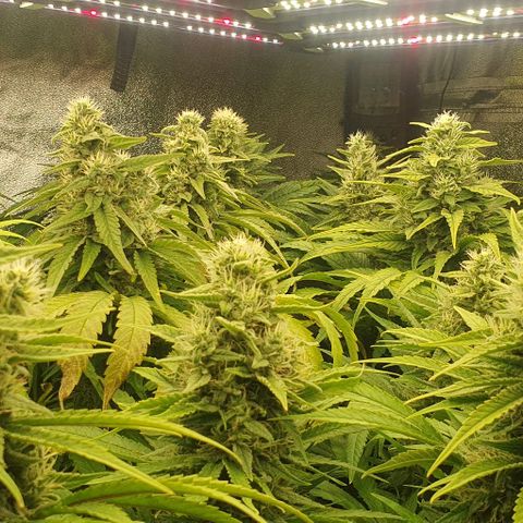 Wedding crasher growlog timeline photo