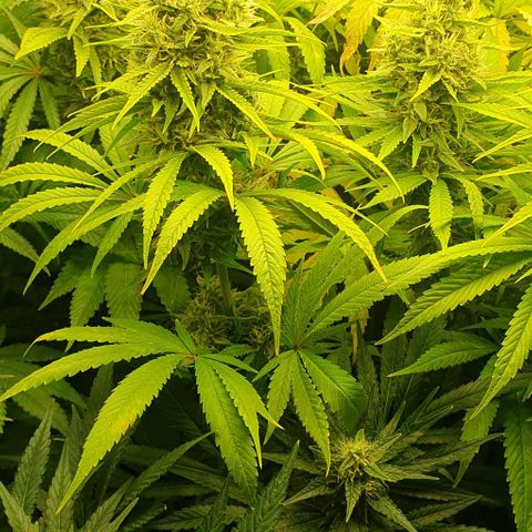 Wedding crasher growlog timeline photo