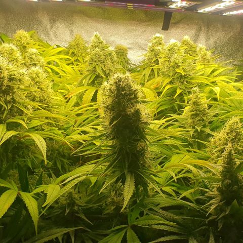 Wedding crasher growlog timeline photo