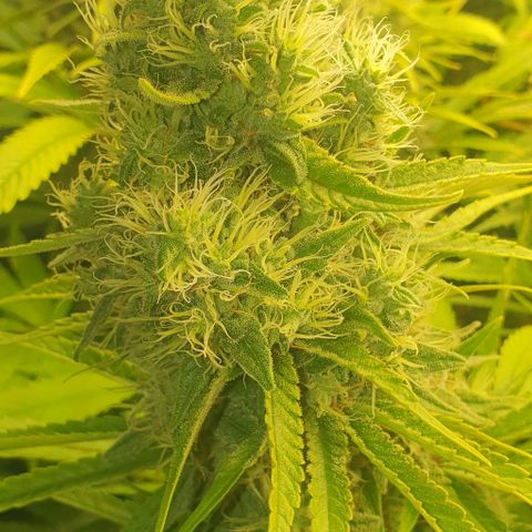 Wedding crasher growlog timeline photo