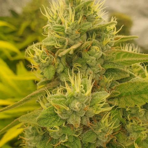 Wedding crasher growlog timeline photo