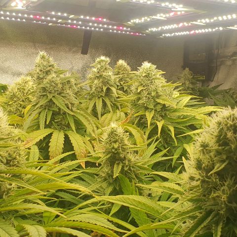 Wedding crasher growlog timeline photo