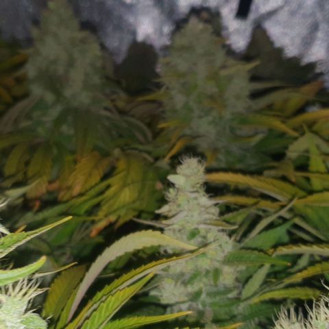 Wedding crasher growlog timeline photo