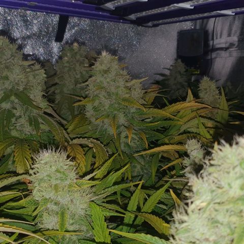 Wedding crasher growlog timeline photo