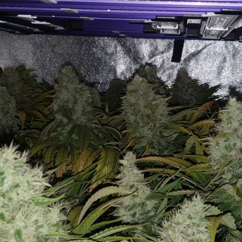 Wedding crasher growlog timeline photo
