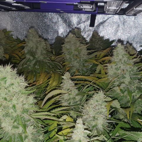 Wedding crasher growlog timeline photo