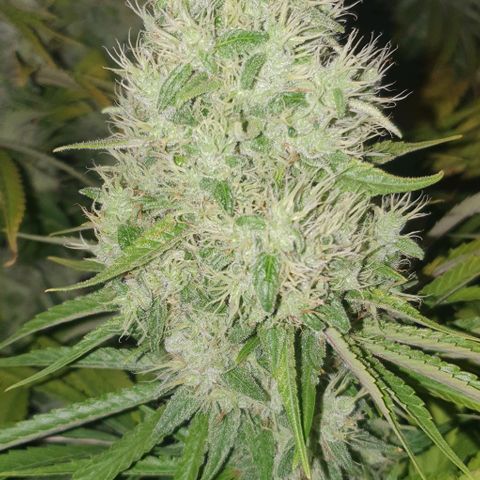 Wedding crasher growlog timeline photo