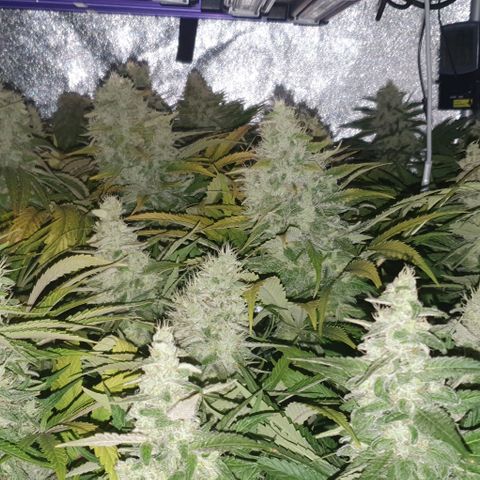 Wedding crasher growlog timeline photo