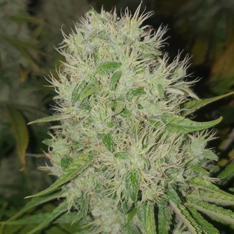 Wedding crasher growlog timeline photo