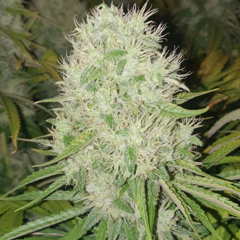 Wedding crasher growlog timeline photo
