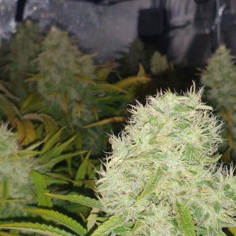 Wedding crasher growlog timeline photo
