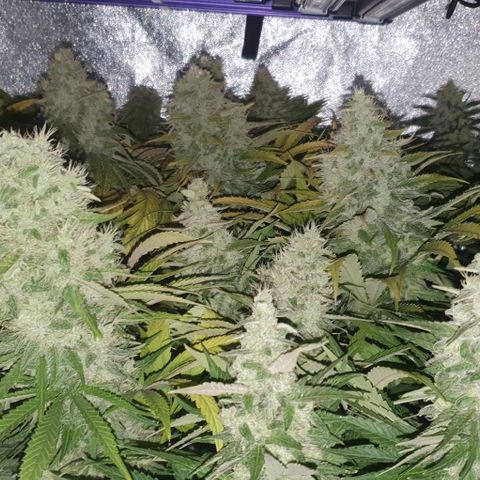 Wedding crasher growlog timeline photo