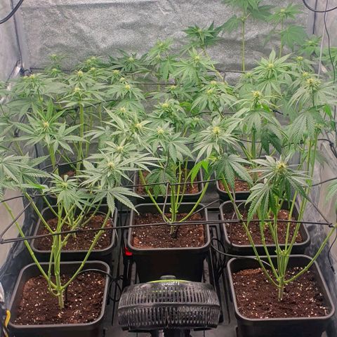 Trainwreck growlog timeline photo