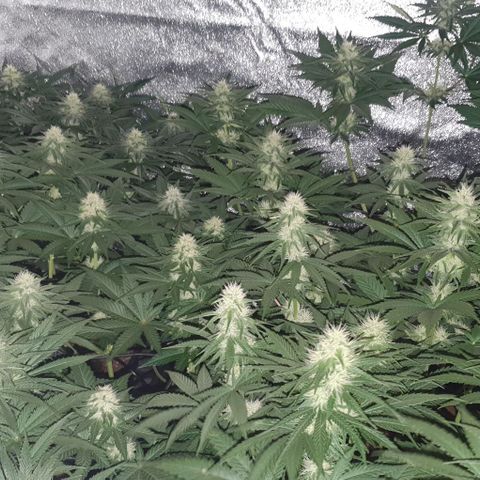Trainwreck growlog timeline photo
