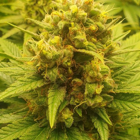 Trainwreck growlog timeline photo