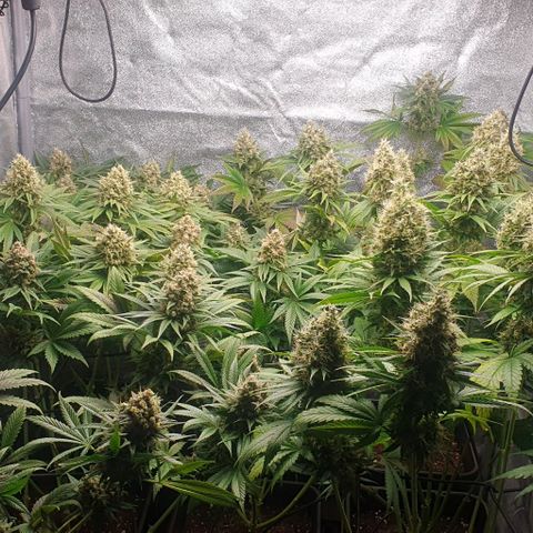 Trainwreck growlog timeline photo