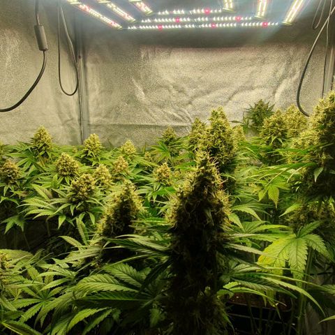 Trainwreck growlog timeline photo